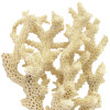 Complex Coral Calciu si Magneziu, Life Care®
